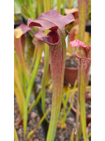 SX73 S. 'Bordeaux Red wine' x SX33 S.'Orange Fire' - 5715