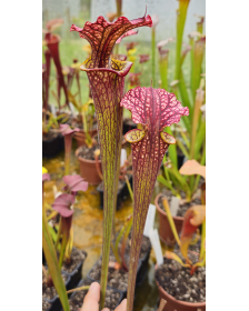 S. Leucophylla x S. Flava...