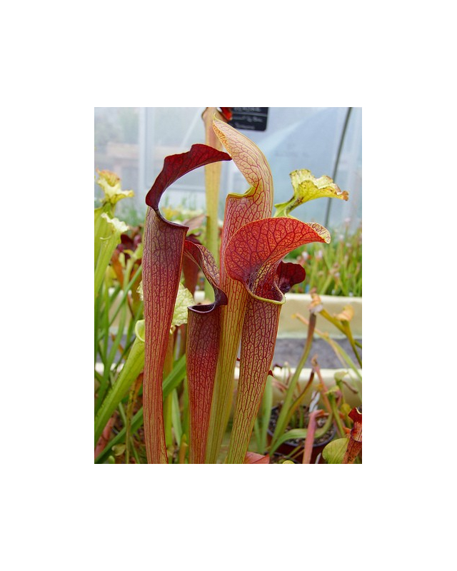 S. alata -- All red, De Soto National Forest. Large wide, red lid,W(PW), (A22 MK)