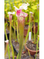 SXM69 S.x Moorei -- Flava var. rugelii x leucophylla x SL49b S. leucophylla -- Red/pink tube, Perdido, AL - 5720