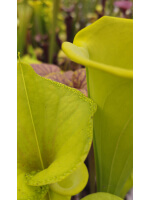 SFX21 S. flava -- Giant tube, fluorescent green x Sarracenia flava var. rugelii -- giant robust clone (F18, MK) - 5722