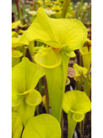 SFX21 S. flava -- Giant tube, fluorescent green x Sarracenia flava var. rugelii -- giant robust clone (F18, MK) - 5723