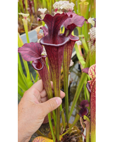 Sarracenia (leucophylla x...