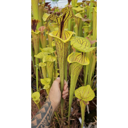 Sarracenia flava var. ornata 'Black veins'-var. ornata
