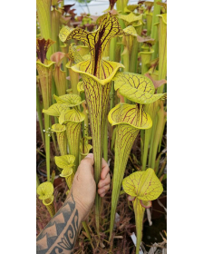 Sarracenia flava var....