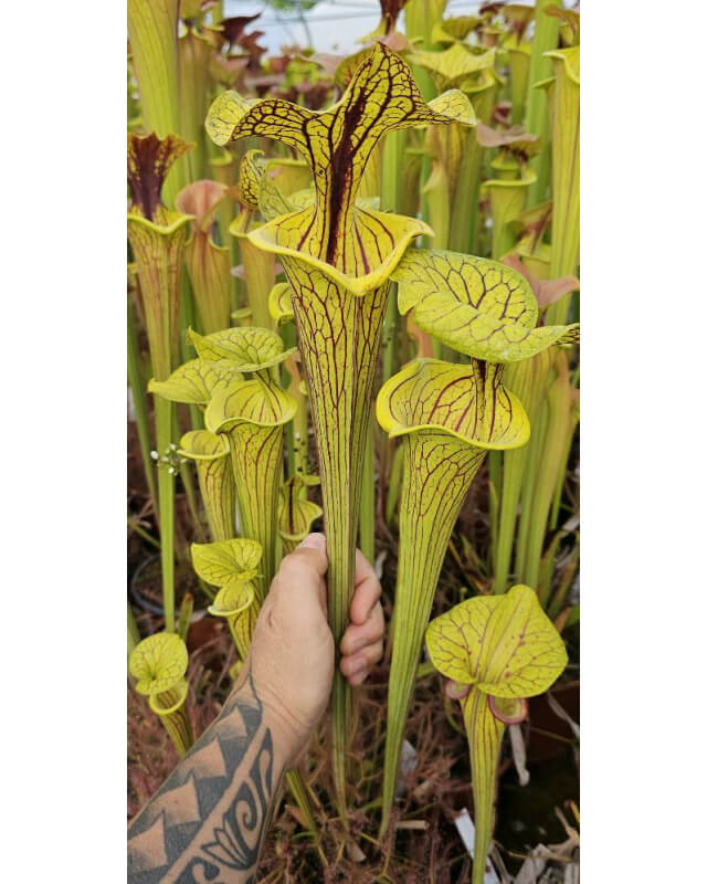 Sarracenia flava var. ornata 'Black veins'-var. ornata