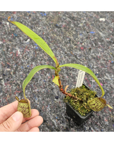 Nepenthes Ampullaria
