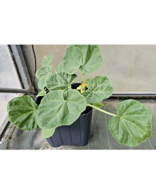ibicella lutea