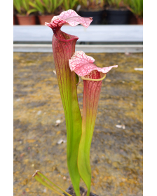 S. Rudolf II x S. 'Adrian...