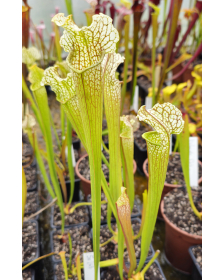 SX163 S. x leucophylla x...