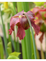 SX163 S. x leucophylla x catesbaei, spotted flower - 5739