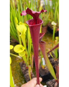 S. leucophylla --...
