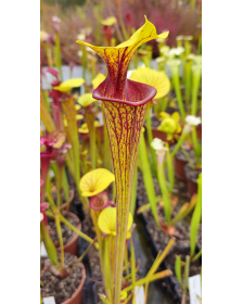 S. flava var. ornata --...
