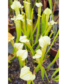 Sarracenia x Areolata...