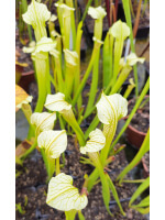 Sarracenia x Areolata 'White Knight' - 5750