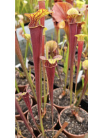 S. flava var. rubricorpora x S.alata -- Red Tube - 5753