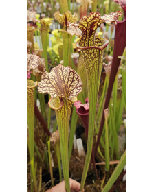 S. Leucophylla x S. Flava...