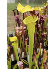 S.(Oreophila x royal ruby)...