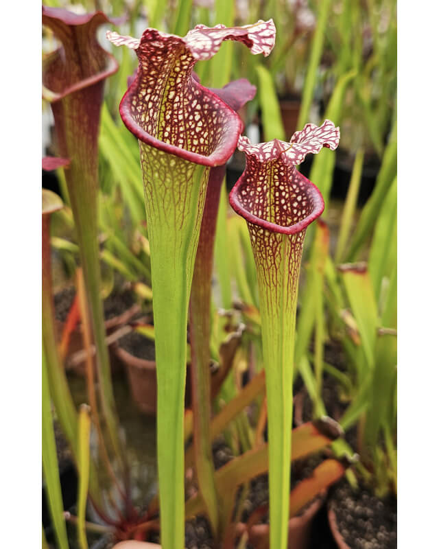 SXM47 S.x Moorei -- (leucophylla "purple lips" x flava cuprea) x SXM64 Sarracenia x Moorei -- 'Helen Mary' cla-Hybrides Cédric Carnivore's