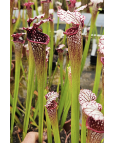 SL13 Sarracenia leucophylla...