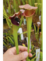 Sarracenia x excellens x...