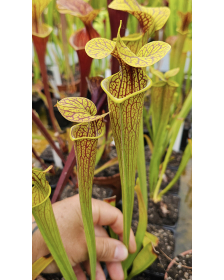 S. 'Hugh Jampton'