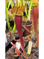 Sarracenia 'Sanpanzar'
