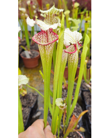 S.'Citron x S. leucophylla...