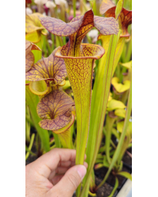 Sarracenia flava var....
