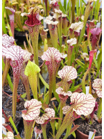 SO01 S. oreophila -- de Kalb co.al,w x SXM18 S.x Moorei -- Wilkerson's white knight CLB - 5780