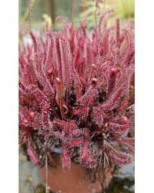 Drosera capensis 'rouge'