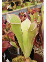Heliamphora tatei var....