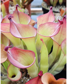Heliamphora uncinata