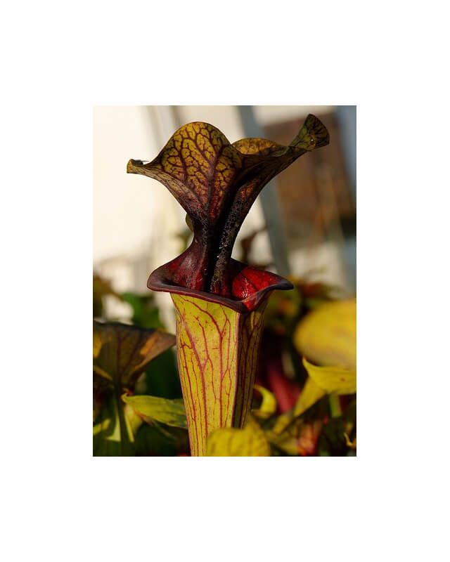 S. flava var. ornata -- solid red throat (MK F88)