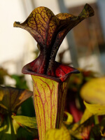 S. flava var. ornata -- solid red throat (MK F88)