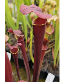 S.x harperi x S.flava var...