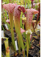 S. x excellens (leucophylla x minor var. okefenokeensis) - 5791