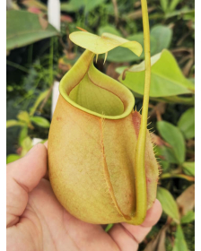 Nepenthes bicalcarata