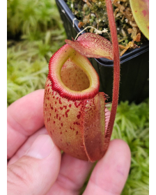 (N.veitchii x mira) yellow...