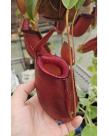 Nepenthes 'Diana'
