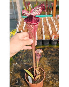 Sarracenia leucophylla x...