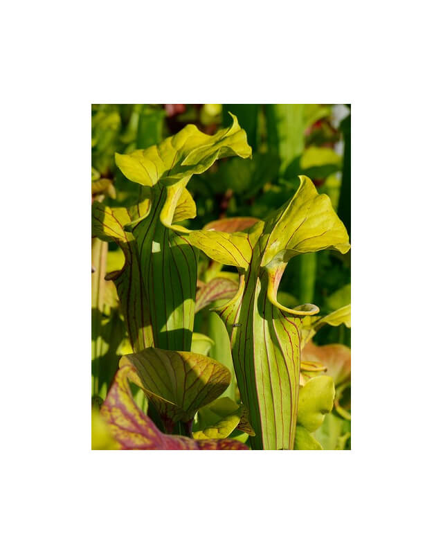 S. flava var. ornata -- Heavy veined giant,Apalachicola,WS,(PW)(F37,MK)