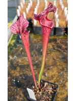 Leucophylla x oreophila MS...