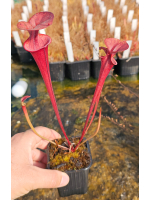 Sarracenia flava 'Waccamaw'