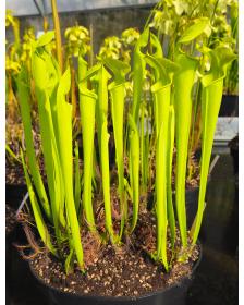 Sarracenia alata -- antho free