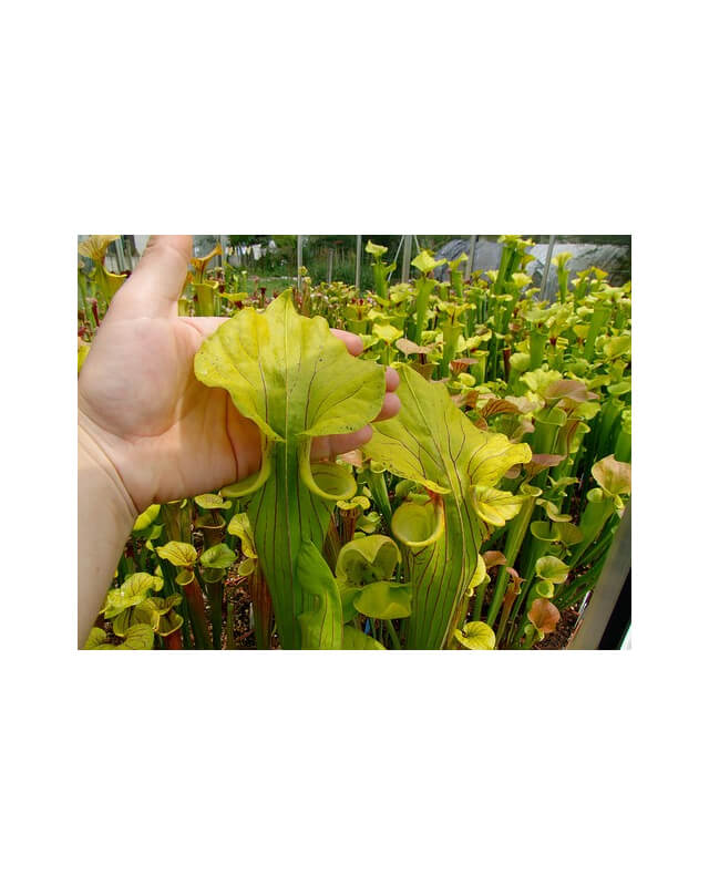 S. flava var. ornata -- Heavy veined giant,Apalachicola,WS,(PW)(F37,MK)