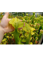 S. flava var. ornata -- Heavy veined giant,Apalachicola,WS,(PW)(F37,MK)