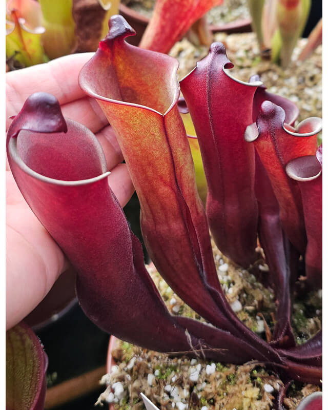 Heliamphora purpurascens (Ptari Tepui)-Heliamphora