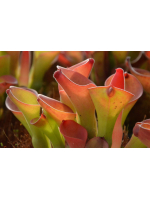 Heliamphora exappendiculata...