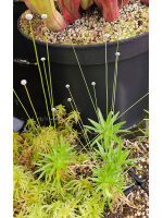 Paepalanthus tortilis - 5816